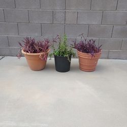 ASSORTED Plants 🪴 Plus 