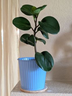 Healthy Beautiful Indoor Plant(Peperomia)