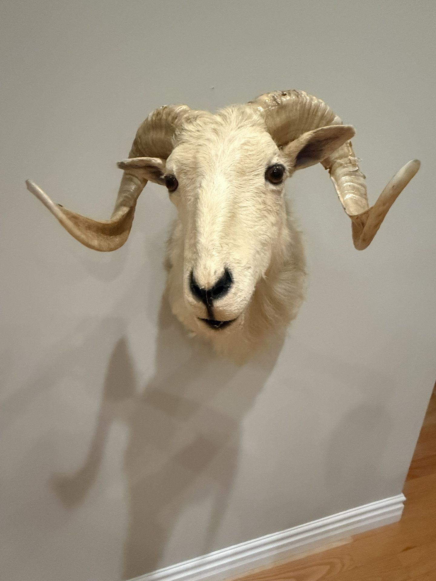 Big Dall Taxidermy Wall Mount