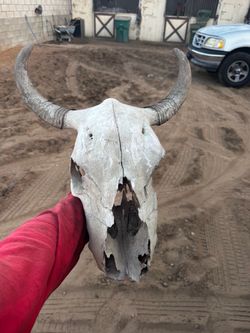 Real bull skull