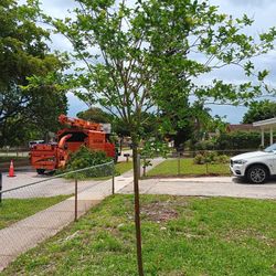 Tree For Sale Ready For The Ground 