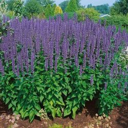 Agastache Rugosa (Korean Mint) Perennial Plants 