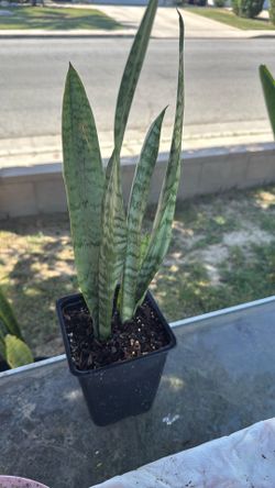 Natural plant