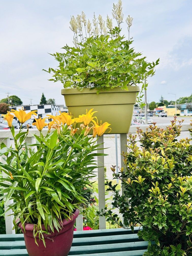 $39 Each Beautiful Plant 