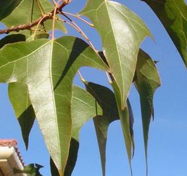 Brachychiton tree
