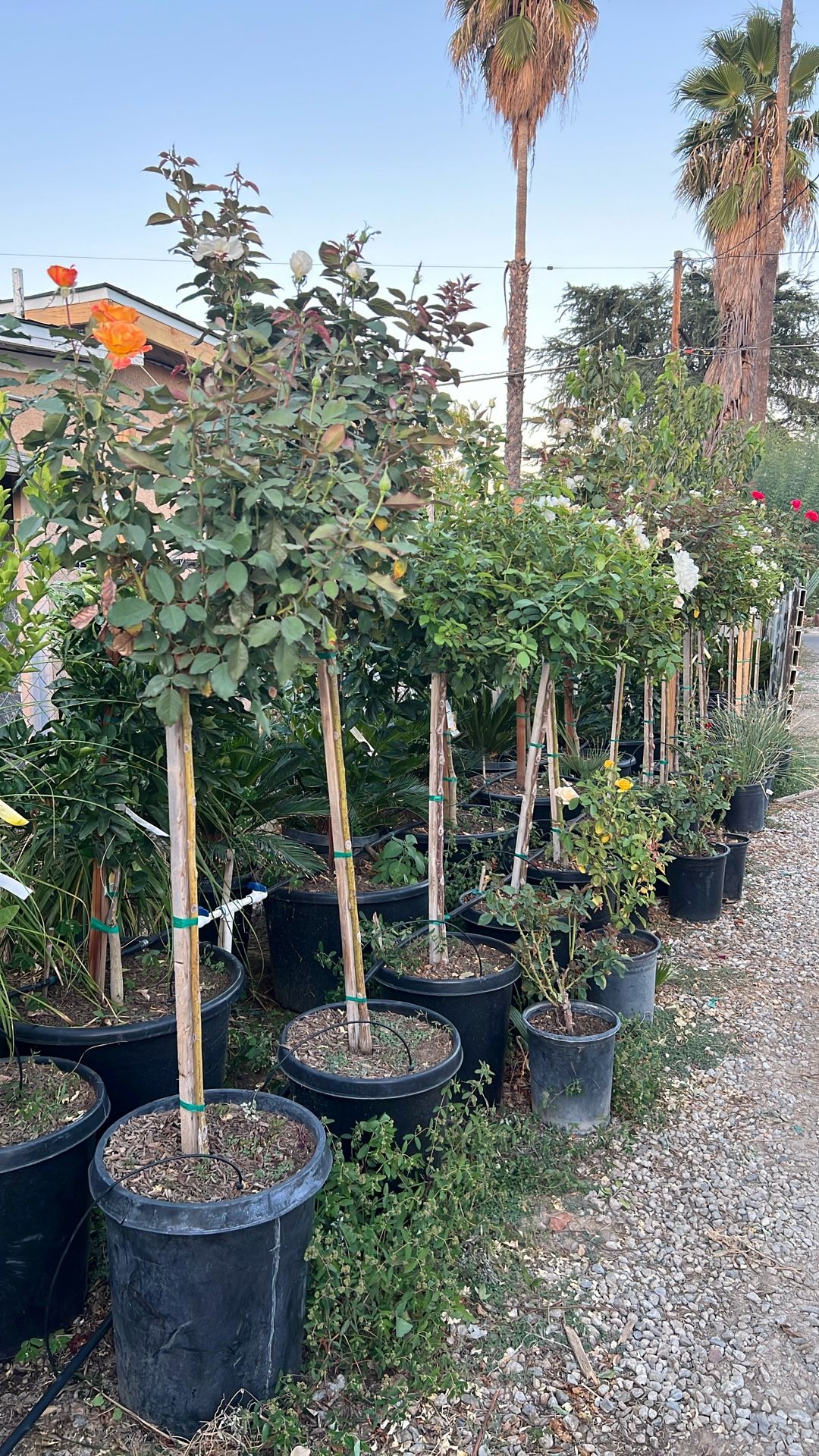 Rose Trees