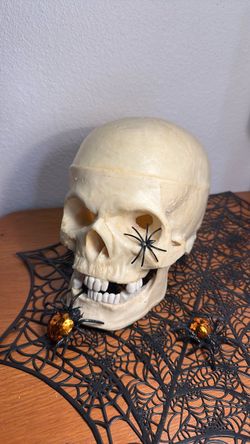 1995 Vintage Realistic skull prop / jaw opens etc