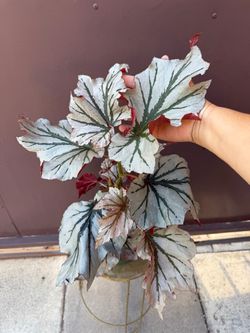 6” begonia looking glass