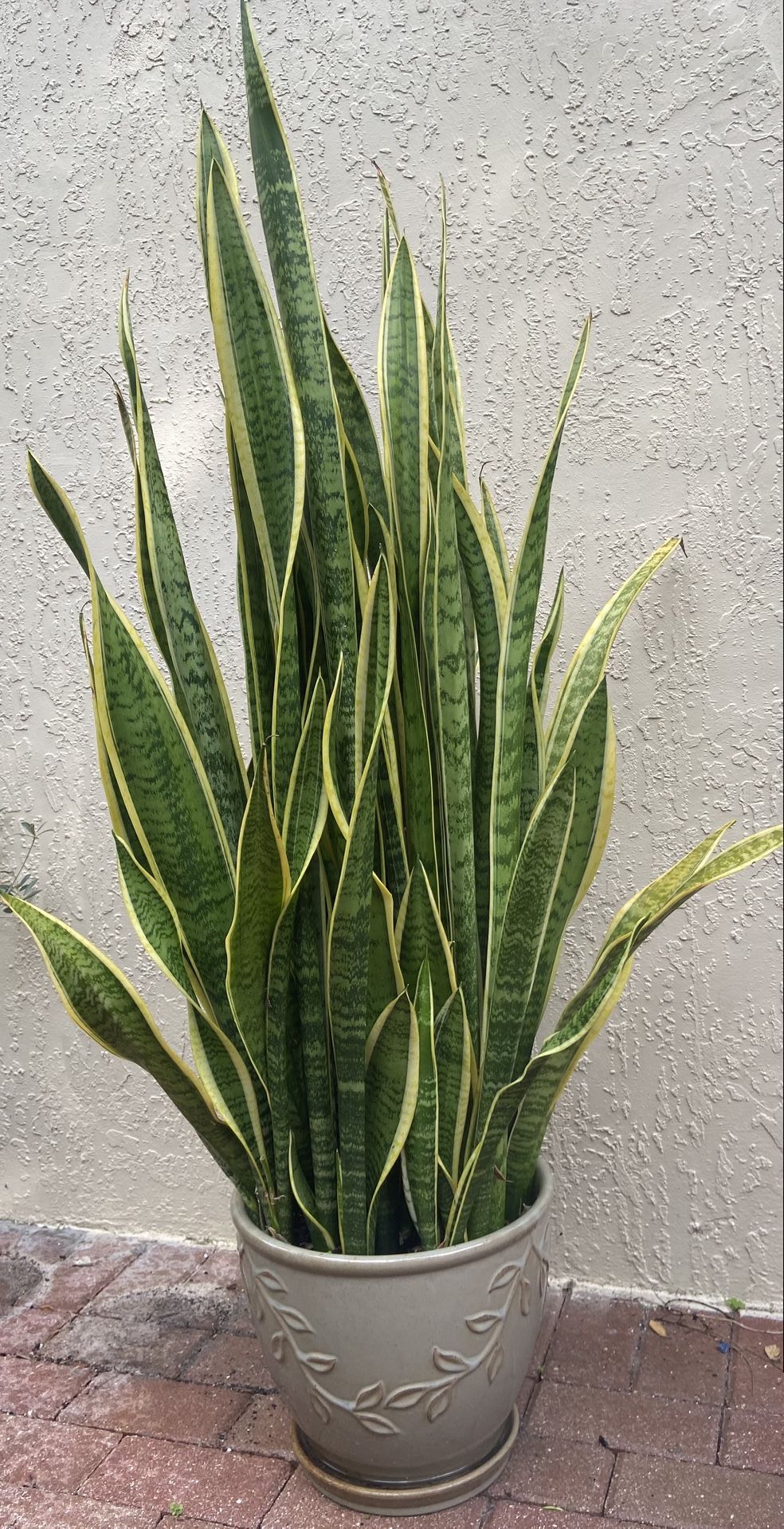 Snake plant alive and healthy !
