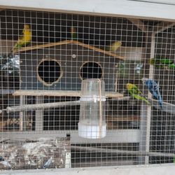 Parakeets With Cage