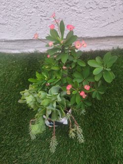 Plant