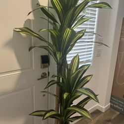 Beautiful 6ft Fake Dracaena Tree in Black Plastic Pot