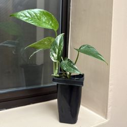 Variegated Epipremnum Pinnatum Indoor Plant 