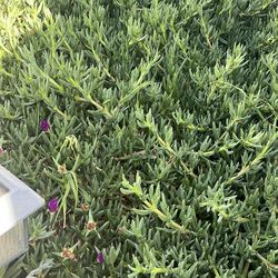 FREE ICE Plant