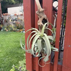 Huge 12 “ Curly Slim Airplant Mounted On Driftwood 