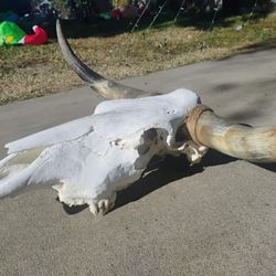Real Longhorn Skull