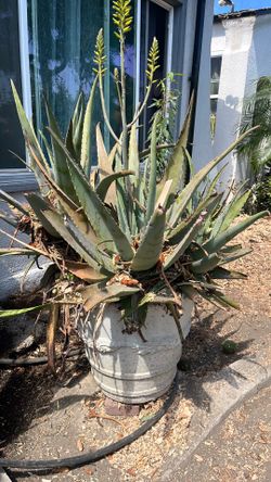 Free ALOE!