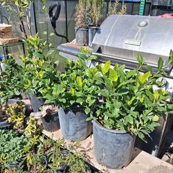 Gardenia Flower Plant