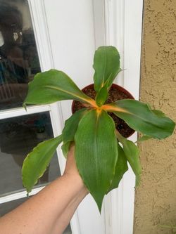 Orange spider plant