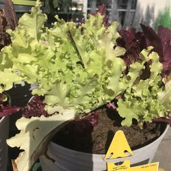 Gourmet Salad Mix 1gallon Seedling Plants