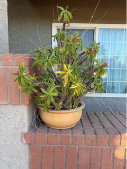 Free  Plant