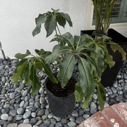 Schefflera Plant 