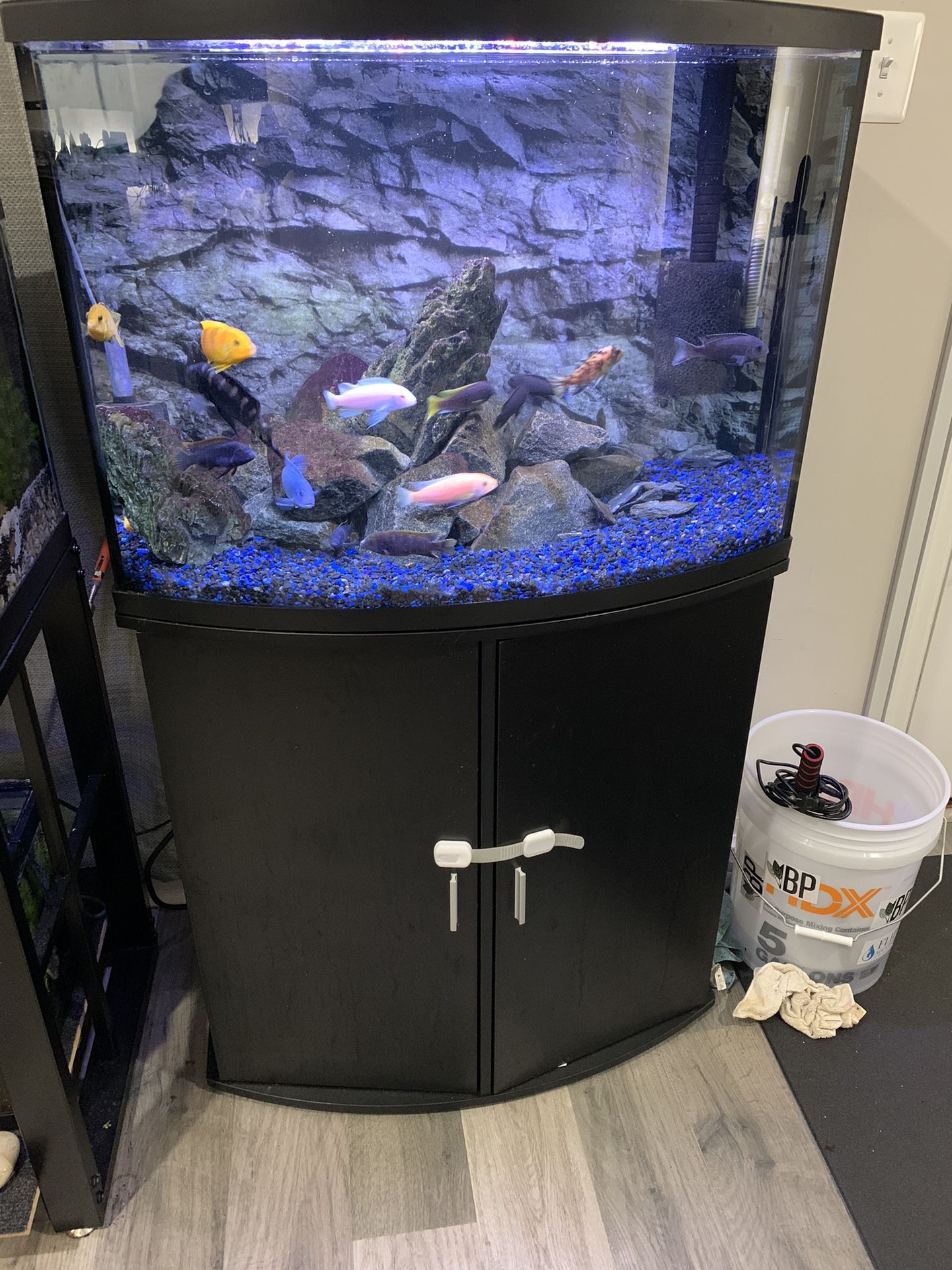 36 Gallon  Tank With HoB Filter Custom Lights  And Heater