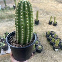 Trichocereus Sun Goddess Cactus