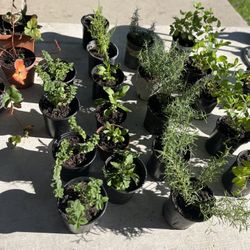 Epazote,yerbabuena, Albahaca Romero,fresa,orégano,