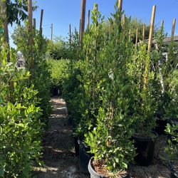 15g Ficus Nitida