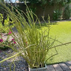 Pottery Planter With Plant 
