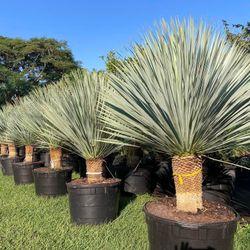 Stunning 🤩 Yucca Rostrata $ 1,250