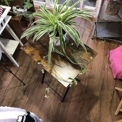 Three Spider Plants 🪴 In Pot/ With Baby Streamers 