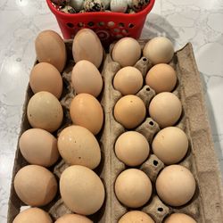 Fresh Range Eggs