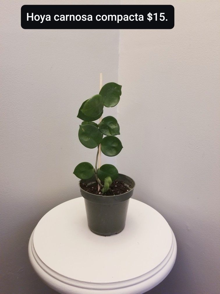 Plant sale