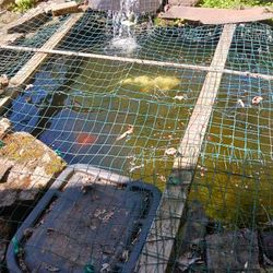 Coyfish 