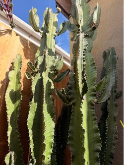 Large Euphorbia Cactus (Candelabra Tree) 7.5 feet