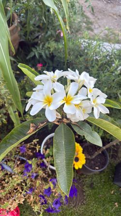 White and yellow plumeria
