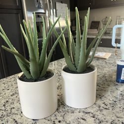 Home Decor- Cactus