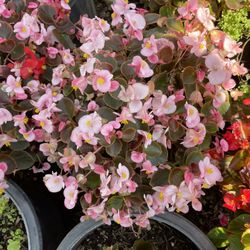 Begonias $10 cada uno