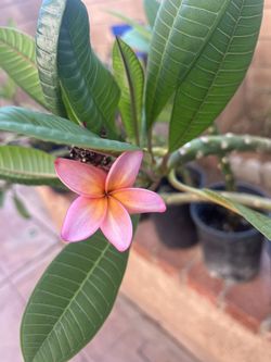 Plumeria Plants 