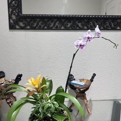 Beautiful Ceramic Pot Orchid