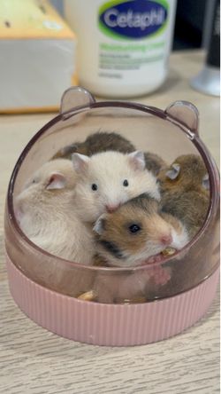 Golden hamster cubs, only 23 days old, will be sold when they are one month old. $25 each.