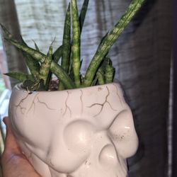 Rare Snake Plant