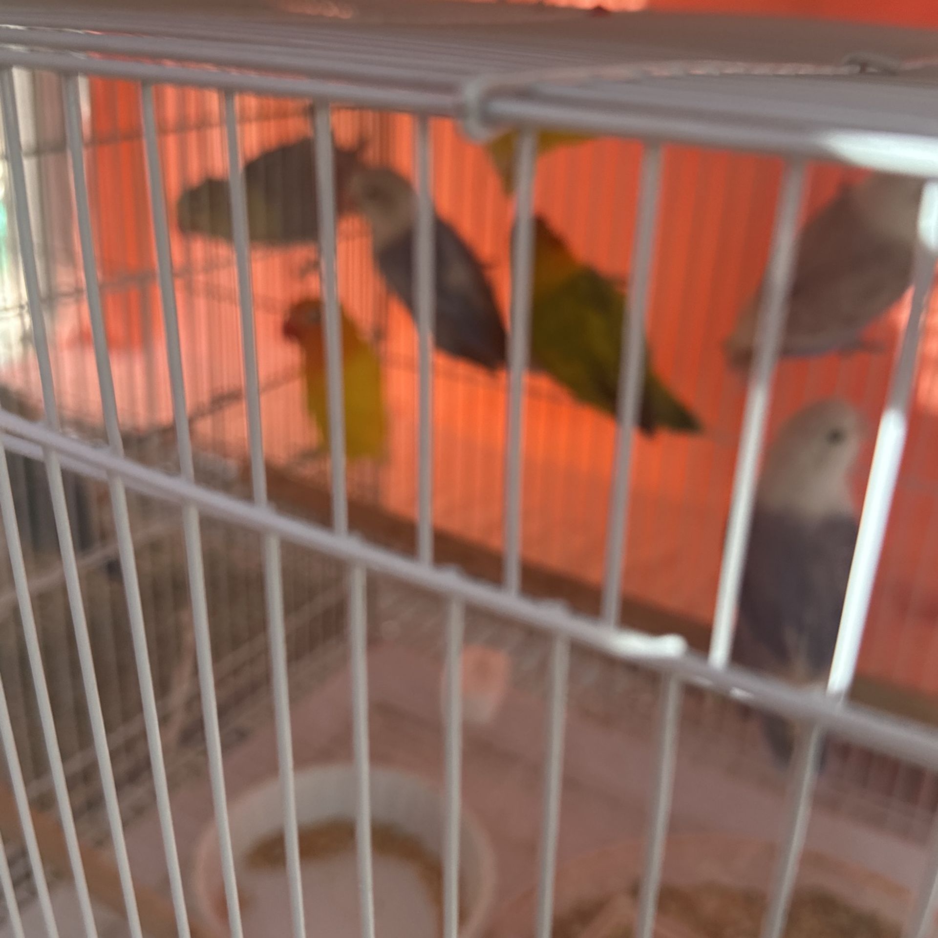 Jaulas De Venta
