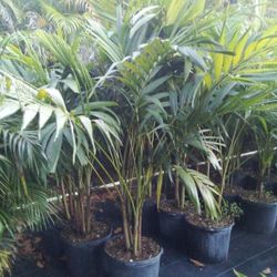 OPEN TODAY!   CHRISTMAS PALM IN 7 GALLONS ABOUT 5' WITH MULTIPLE TRUNK FOR ONLY $30 ONLY A FEW LEFT! 