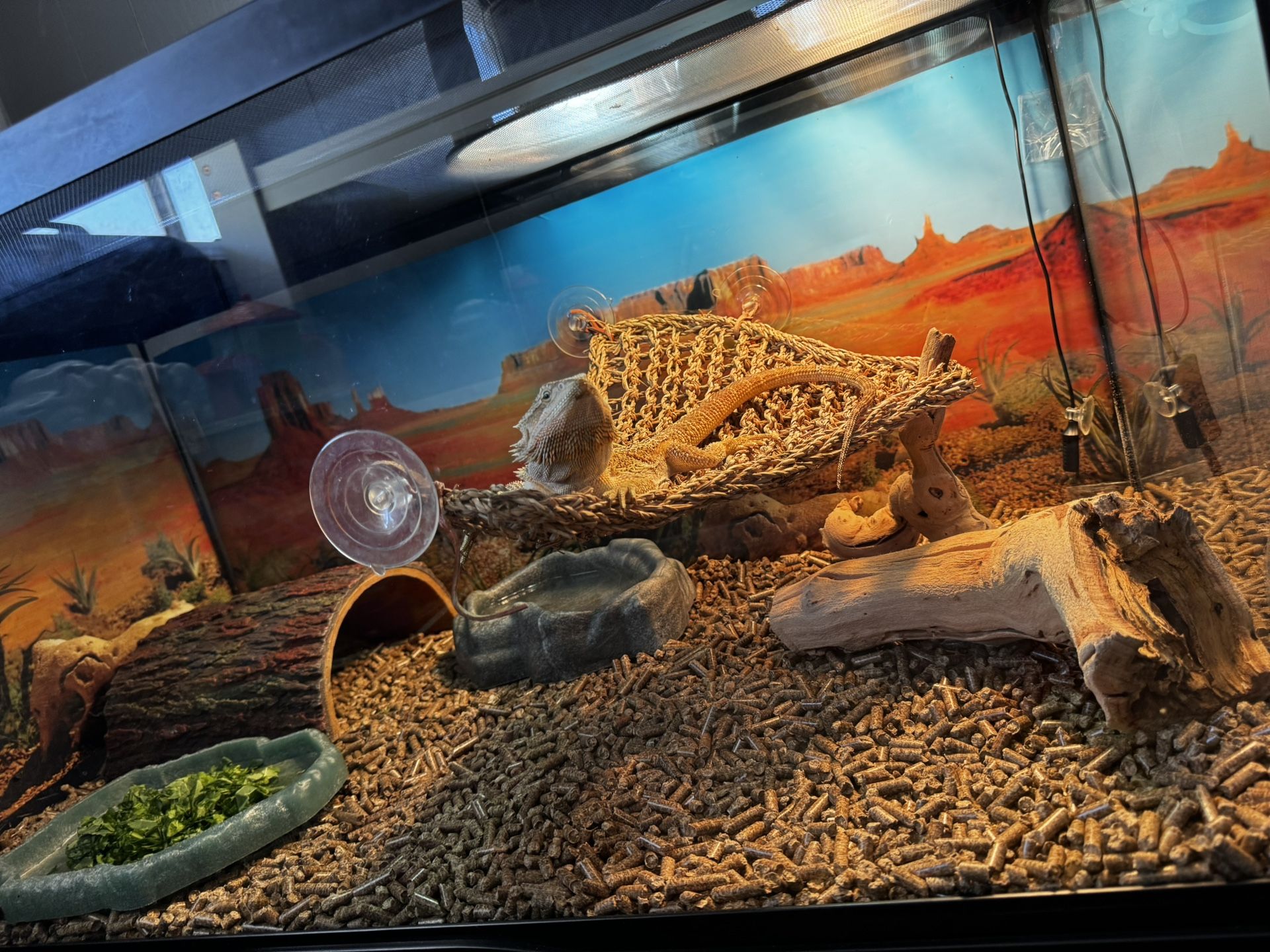 40 Gallon Tank