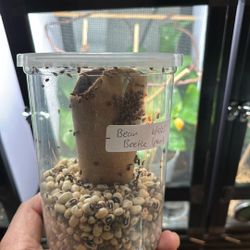 Reptile Feeders And Ambhibians (bean Beetles)  