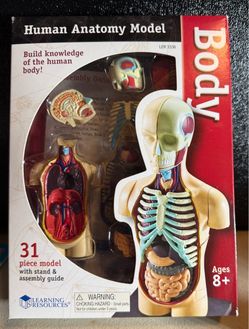Body Human Anatomy Model