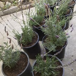 Plant Sale Lots To See